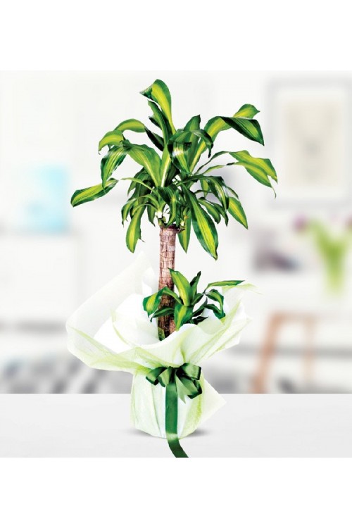 Yucca Massengena 2 Köklü