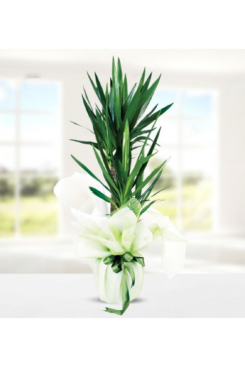 Yucca Dracena 2 Köklü