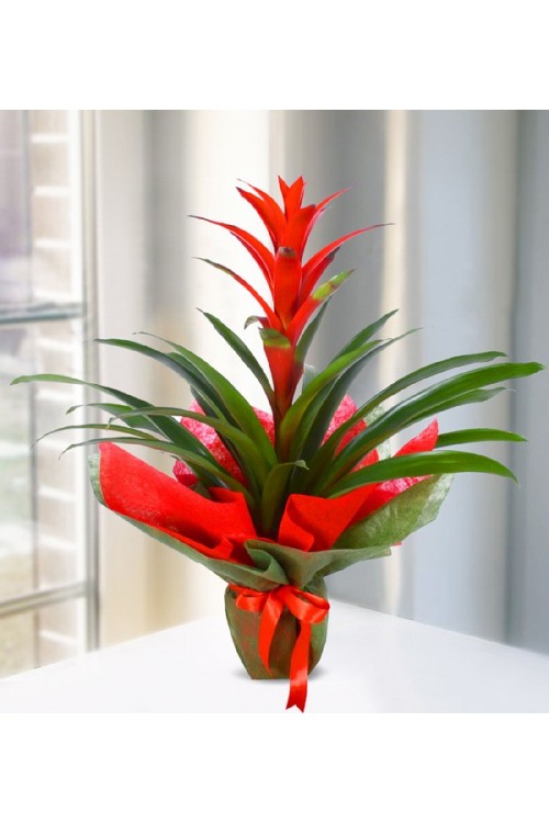 Kırmızı Guzmania
